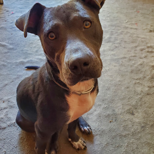 Paws in Middle Animal Rescue Ratings for Local Pet Rescue