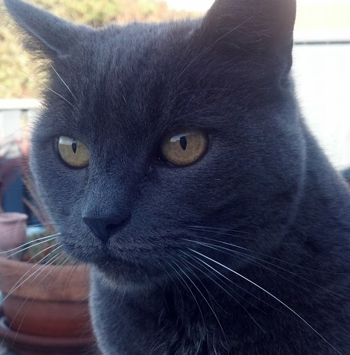 Lemos Feed & Pet Supply Ratings for Local Pet Rescue & Care Services