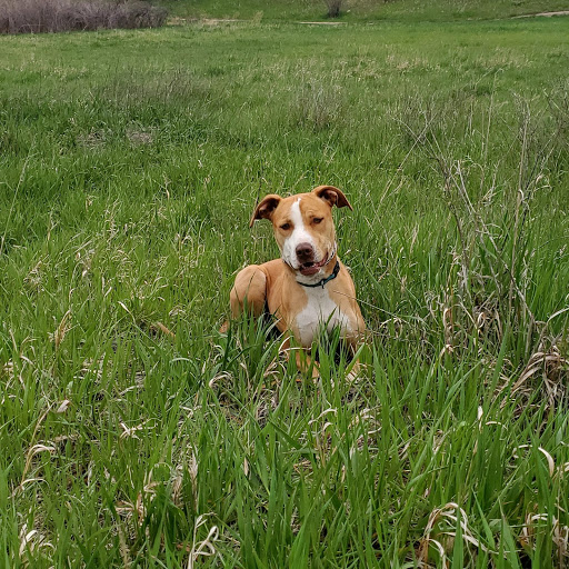 The Grand Clover Animal Rescue Ratings for Local Pet Rescue & Care