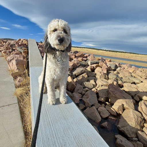 The Grand Clover Animal Rescue Ratings for Local Pet Rescue & Care