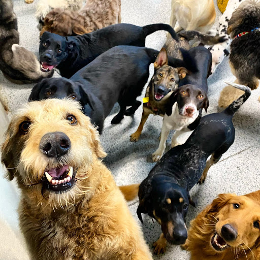 PetSmart Ratings for Local Pet Rescue & Care Services 4.3 & 1262